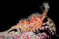 "Cirque du Soleil".   That's what this shrimp reminds me of.  Night dive in Palau.   Update:  Per Brian Mayes, this is a Marble Shrimp.  Thanks, Brian!! 